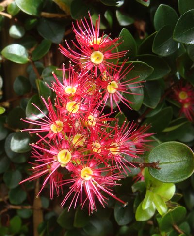 Metrosideros carminea, photographed by Peter de Lange