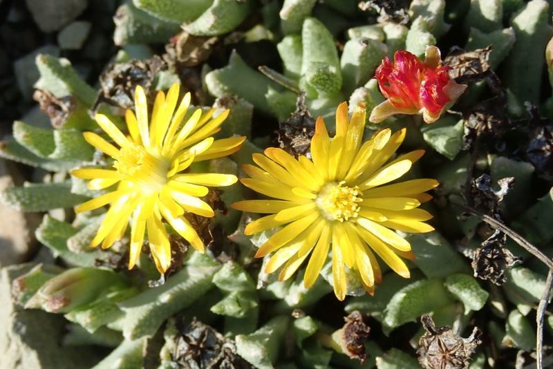 Chasmatophyllum musculinum, photographed by Andrew Deacon
