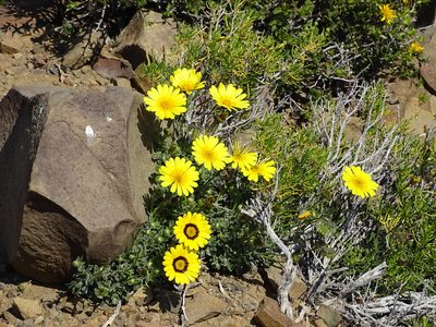 Osteospermum scariosum, photographed by Peter Warren