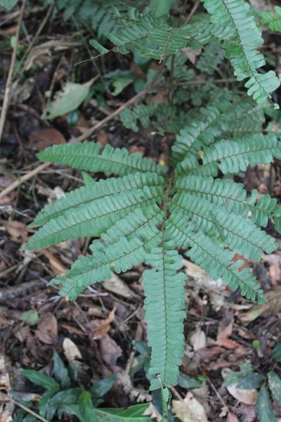 Adiantum tomentosum, photographed by Michael A. Alcorn