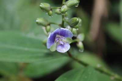 Dichorisandra ulei, photographed by Michael A. Alcorn
