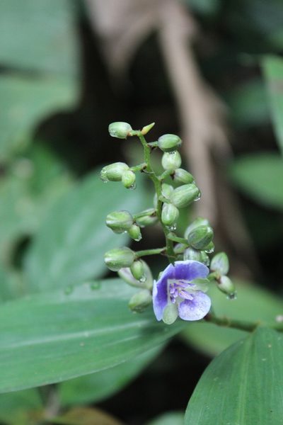 Dichorisandra ulei, photographed by Michael A. Alcorn