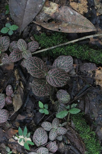 Fittonia albivenis, photographed by Michael A. Alcorn