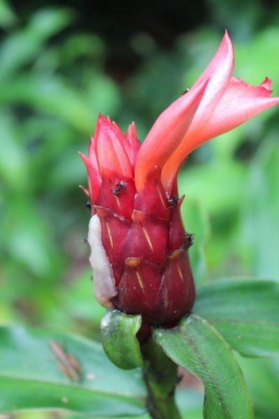 Costus scaber, photographed by Michael A. Alcorn