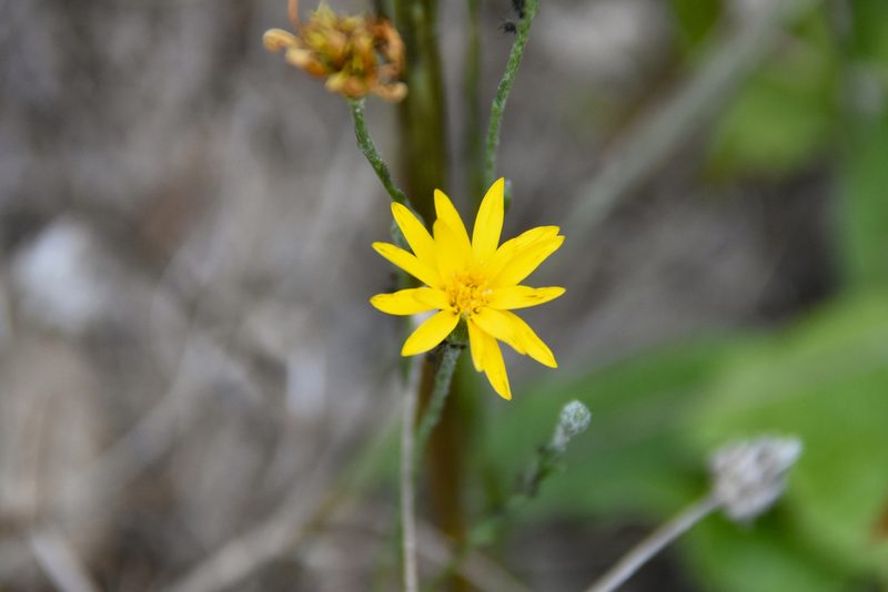 Croptilon divaricatum, photographed by Jay Pruett