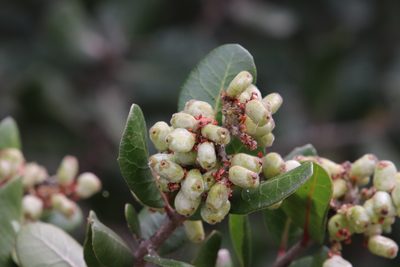 Rhus integrifolia, photographed by Millie Basden