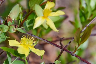 Hypericum tetrapetalum, photographed by Jay Pruett