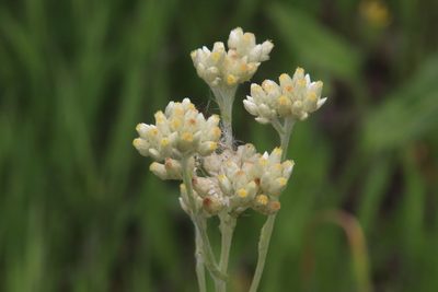 Pseudognaphalium biolettii, photographed by Millie Basden