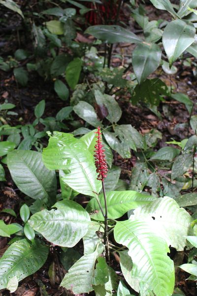 Palicourea subspicata, photographed by Michael A. Alcorn
