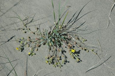 Physaria arctica, photographed by Syd Cannings