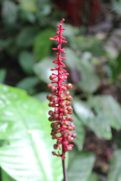 Palicourea subspicata, photographed by Michael A. Alcorn