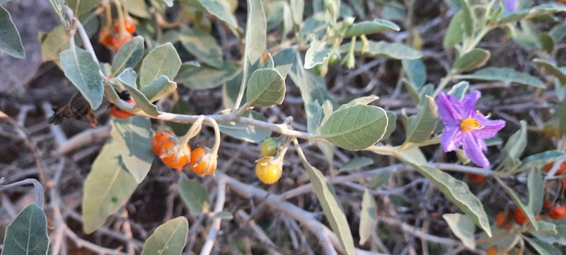 Solanum burchellii, photographed by Karen Eichholz