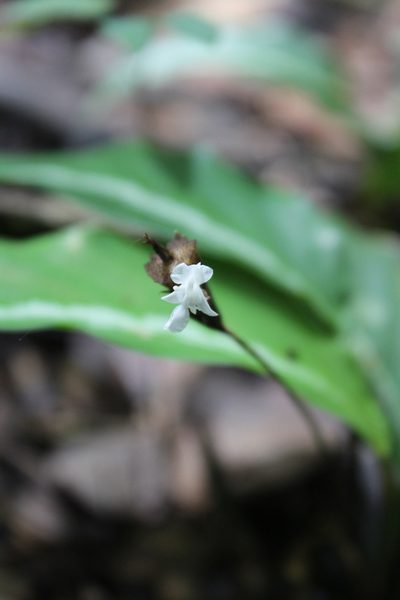 Goeppertia micans, photographed by Michael A. Alcorn