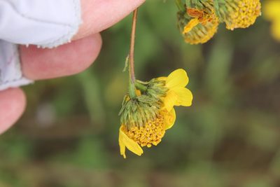 Bahiopsis laciniata, photographed by Millie Basden