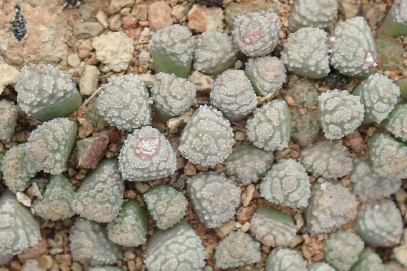 Neohenricia sibbettii, photographed by Andrew Deacon