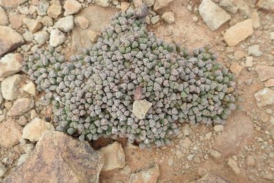 Neohenricia sibbettii, photographed by Andrew Deacon