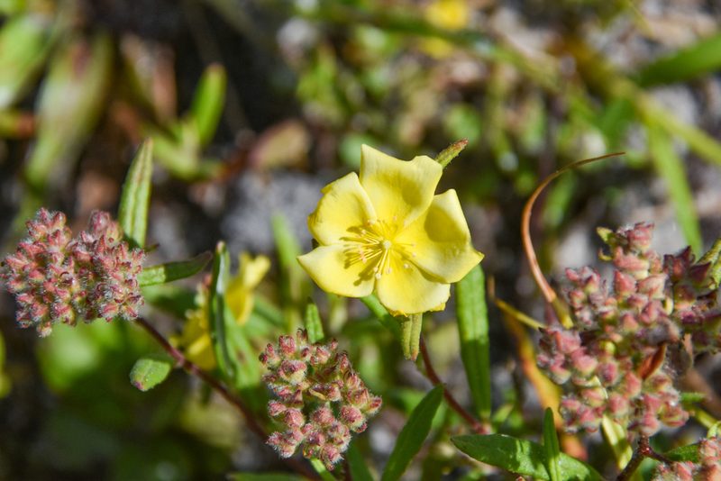 Crocanthemum corymbosum, photographed by Jay Pruett