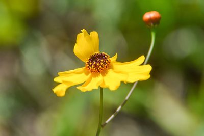Coreopsis leavenworthii, photographed by Jay Pruett