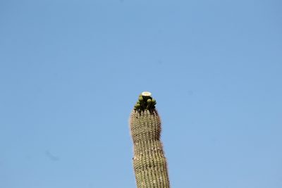 Carnegiea gigantea, photographed by Tereso Hernández Morales