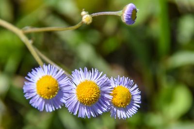 Erigeron quercifolius, photographed by Jay Pruett