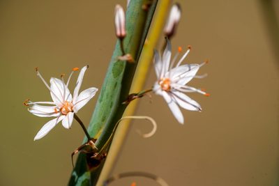 Asphodelus ramosus, photographed by WATANABE Hitoshi 渡辺仁