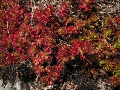 Saxifraga fragosoi, photographed by José Luis Camaño