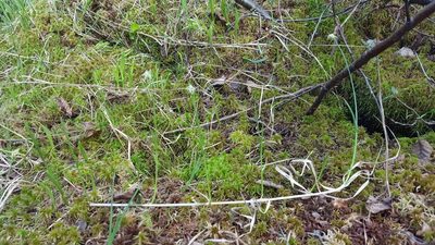 Carex chordorrhiza, photographed by Norma Malinowski