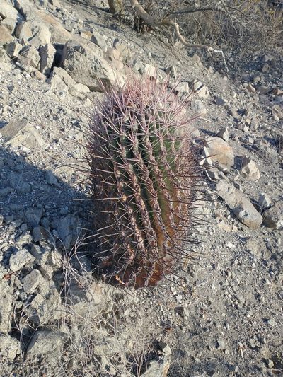 Ferocactus peninsulae, photographed by Juan Cruzado Cortés