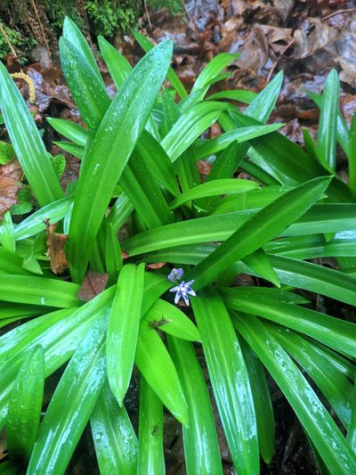 Scilla lilio-hyacinthus, photographed by Denys Vynokurov