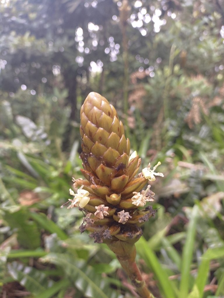 Guzmania coriostachya, photographed by Jorge I. Merchán Mayorga