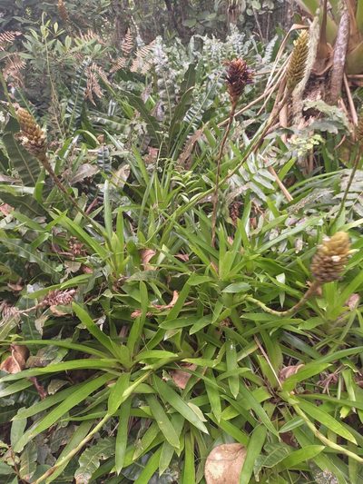 Guzmania coriostachya, photographed by Jorge I. Merchán Mayorga