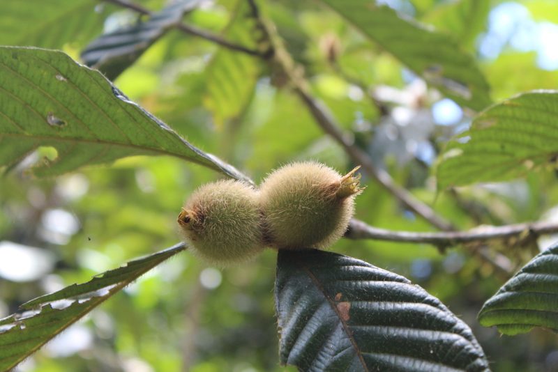 Duroia hirsuta, photographed by Michael A. Alcorn