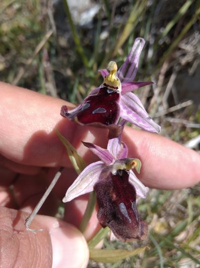 Ophrys ferrum-equinum, photographed by Ben Costamagna