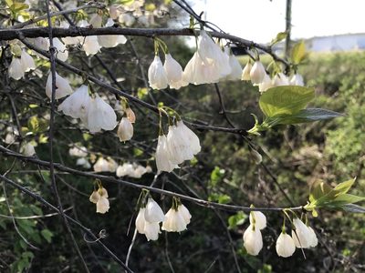 Halesia carolina, photographed by Evelyn Davis