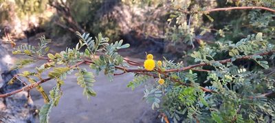 Vachellia karroo, photographed by Karen Eichholz