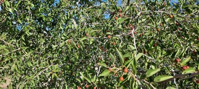Ziziphus mucronata, photographed by Karen Eichholz