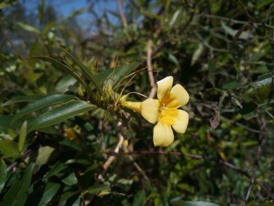 Gelsemium sempervirens, photographed by steve b