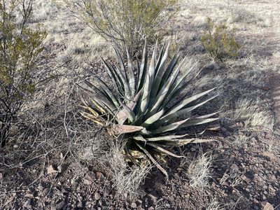 Agave palmeri, photographed by CK2AZ