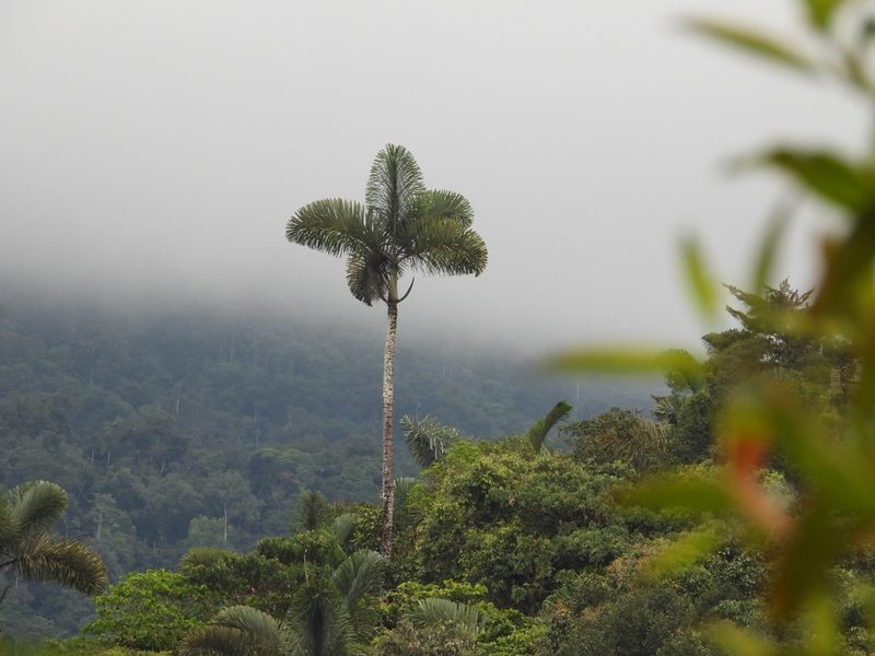Dictyocaryum lamarckianum, photographed by Grete Pasch