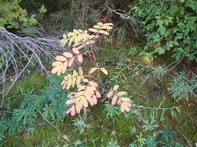 Sorbus sitchensis, photographed by humon