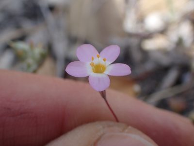 Leptosiphon ambiguus, photographed by Scott Yarger
