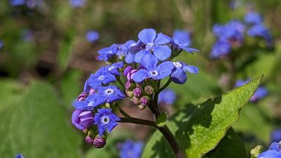 Brunnera macrophylla, photographed by Philipp