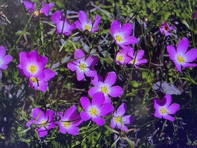 Sabatia stellaris, photographed by Claire Herzog