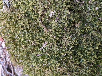 Porella platyphylla, photographed by Laura J. Costello