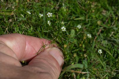 Sagina alexandrae, photographed by Tim Johnson
