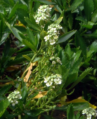 Lepidium oleraceum, photographed by Peter de Lange