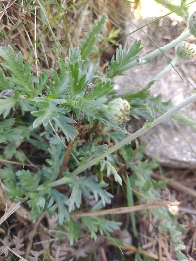 Phalacrocarpum oppositifolium, photographed by Carminda Santos