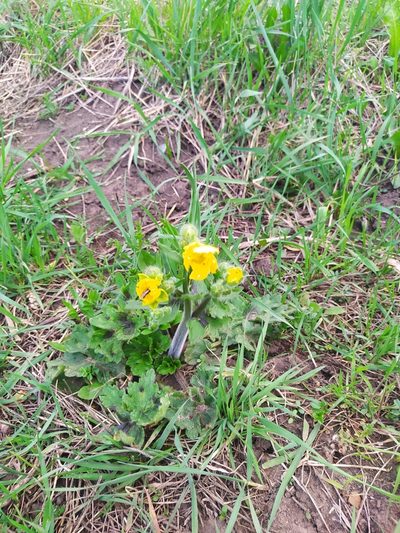 Ranunculus constantinopolitanus, photographed by Анна Кириченко