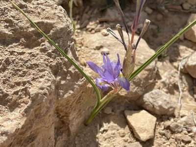 Moraea sisyrinchium, photographed by Henrik Kibak