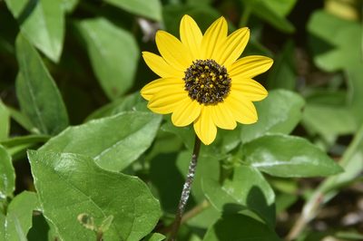 Helianthus debilis, photographed by Jay Pruett